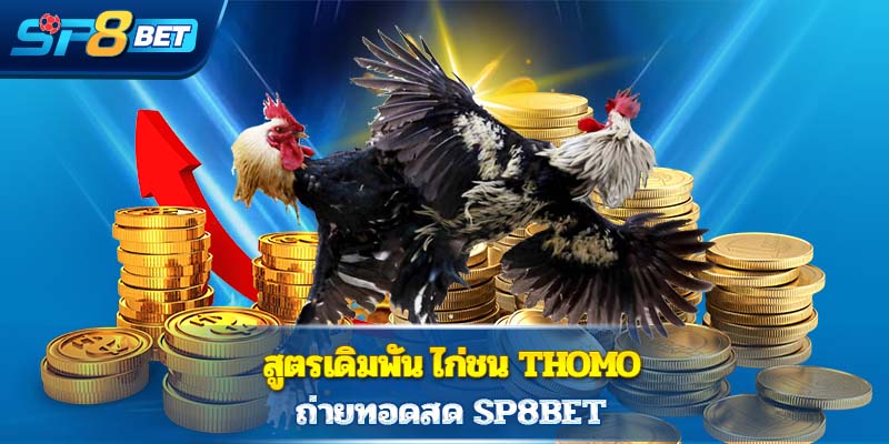 สูตรเดิมพัน ไก่ชน Thomo ถ่ายทอดสด Sp8bet