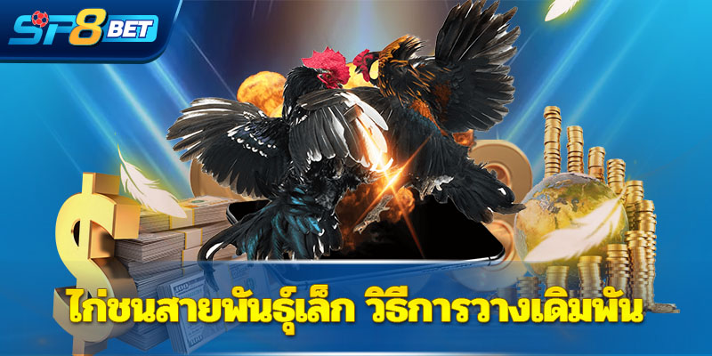 ไก่ชนสายพันธุ์เล็ก วิธีการวางเดิมพัน