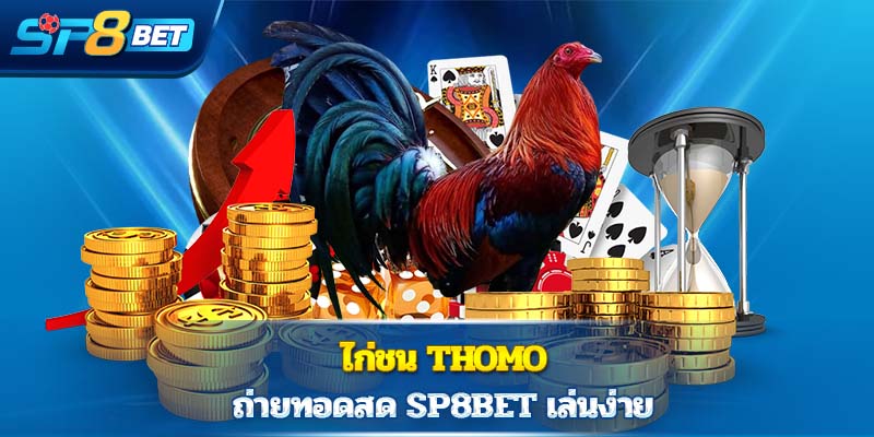 ไก่ชน Thomo ถ่ายทอดสด Sp8bet เล่นง่าย