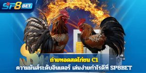 ถ่ายทอดสดไก่ชน C1 ความมันส์ระดับอินเตอร์ เล่นง่ายกำไรดีที่ SP8BET