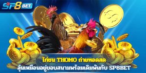ไก่ชน Thomo ถ่ายทอดสด ลุ้นเหมือนอยู่ขอบสนามพร้อมเดิมพันกับ Sp8bet